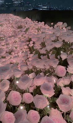 many pink flowers with lights in the middle