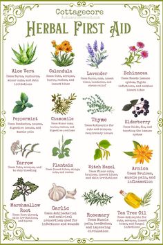 a poster with different herbs and their names