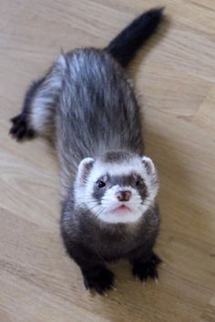 a ferret standing on top of a wooden floor