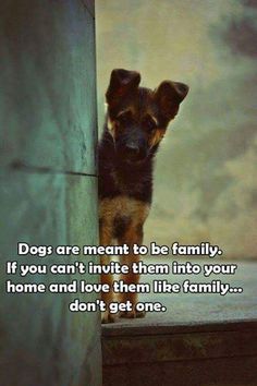 a dog looking out from behind a wall with the caption dogs are meant to be family if you can't inite them into your home and love them like family don't get one