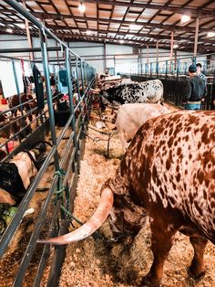 several cows are eating hay in their stalls