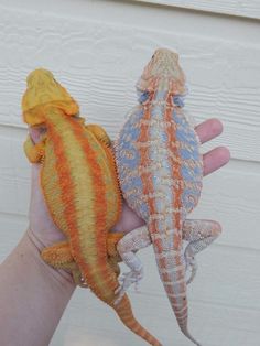 two small lizards are sitting on someone's hand