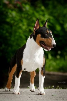 a black, white and brown dog standing on top of a road