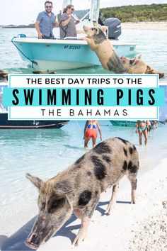 Swim with pigs excursion in the Bahamas Pig Beach known as Big Major Cay. Take an Exuma Excursion to visit the popular Swimming Pig Island in the Exuma Cays. The Bahamas Pigs are one of the top day trips from Nassau Atlantis and those on a Bahamas Cruise #pigisland #pigbeach #bahamaspigs Pig Island Bahamas, Swimming Pigs Bahamas, Swim With Pigs, Exuma Pigs