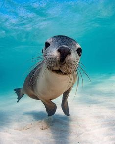 a sea lion swimming in the ocean with its mouth open and tongue out, looking at the camera