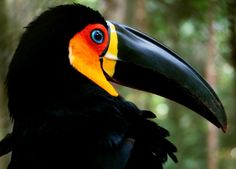 a close up of a toucan bird with a bright colored beak and black wings