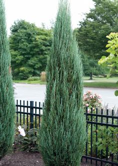 some very pretty green trees by a black fence and bushes in front of a pond