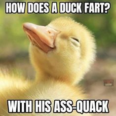 a duck with its eyes closed and the caption how does a duck fart?