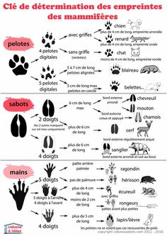 an animal's footprints and their meanings in french, with the words on each side