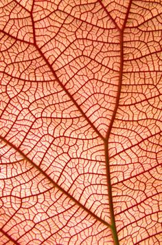 the underside of a leaf with red and white veining on it's surface