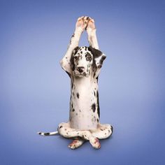 a dalmatian dog sitting in the middle of a yoga pose with his hands up