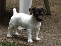 a small white and brown dog standing on top of a dirt ground next to a metal structure