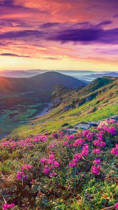 pink flowers blooming on the side of a mountain at sunset in the mountainside