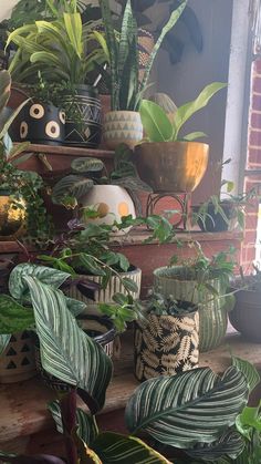 many potted plants are sitting on the shelf