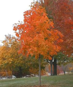 an orange tree in the middle of a grassy area next to trees with yellow and red leaves