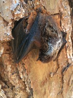 a close up of a bat on a tree trunk in the wild with it's head hanging down