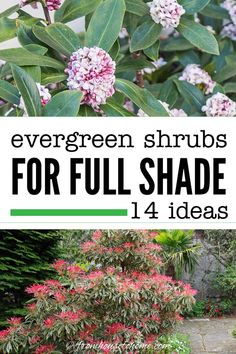 Evergreen Shrubs For Full Shade (14 ideas) Evergreen Shrubs For Shade, Evergreen Bushes, Shrubs For Shade, Art Creative Ideas, Evergreens For Shade, Kalmia Latifolia, Evergreen Bush, Fast Growing Evergreens, Shade Shrubs