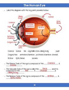 an eye diagram with the parts labeled in it and some other information about what they are