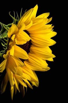 a yellow sunflower with green leaves on a black background