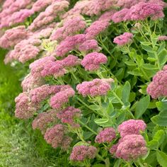 some pink flowers are growing in the grass