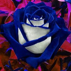 a blue and white rose surrounded by red leaves