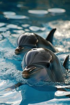 two dolphins are swimming in the water