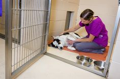 a woman in purple shirt petting a black and white dog inside a caged area