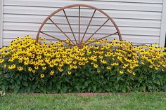 yellow flowers are growing in front of a white house with a wagon wheel behind them