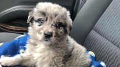 a small dog sitting on top of a blue blanket in the back seat of a car