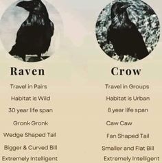 two black crows sitting next to each other in front of a white background with the words raven and crow