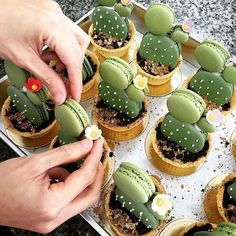 Cactus macarons !! So cute Cactus Cakes, Kue Macaroon, Pavlova, Macaroons, Let Them Eat Cake, Creative Food, Cake Cookies, Just Desserts, Cake Pops