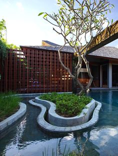 an outdoor swimming pool with a tree in the middle and some plants growing on it