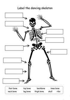 a skeleton labeled in the body and labelled with labels for each part of it's bones