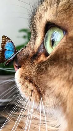 a close up of a cat with a butterfly on it's nose looking at something