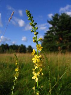 a tall yellow flower in the middle of a field