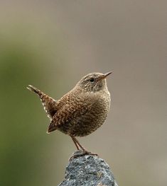 a small bird standing on top of a rock