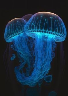 two blue jellyfish in the dark water