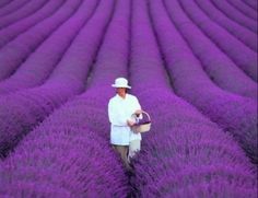 a man standing in a lavender field with the words lavender fields in france