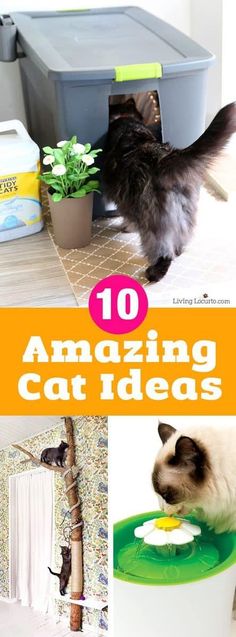 the top ten amazing cat ideas for your home and office space, with pictures of cats eating out of their litter boxes