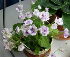 several potted plants with purple and white flowers