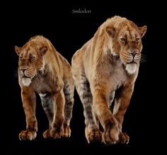 two large lions standing next to each other on a black background