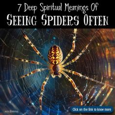 Eight-legged symbolism! 🕷 The spiritual meaning of seeing a spider often. #SpiderSymbolism #Spirituality #Synchronicity #AnimalTotems #SpiritualGrowth Spiritual Meaning, Animal Totems, Spiritual Growth