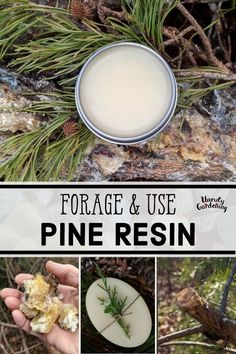 Apothecary Design, Pine Resin, Herbal Medicine Recipes, Wild Food Foraging, Herbal Remedies Recipes, Foraging Recipes, Salve Recipes, Herbal Salves