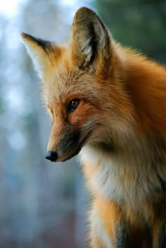 a close up of a red fox with trees in the background