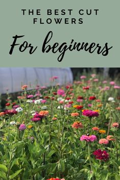 the best cut flowers for beginners to grow in their garden, with text overlay