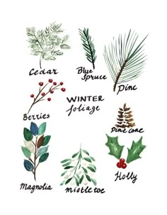 the different types of evergreen leaves and pine cones are shown in this hand drawn illustration