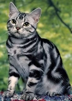 a black and white striped cat sitting on top of a wooden table next to green grass