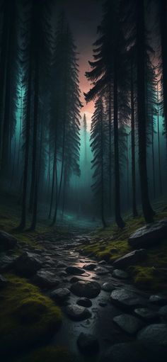 a dark forest filled with lots of trees and rocks