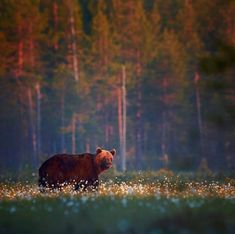 a large brown bear standing in the middle of a forest filled with tall grass and flowers