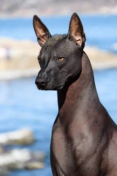 a black hairless dog standing in front of the ocean and looking off into the distance